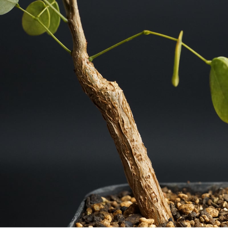 Delonix pumila