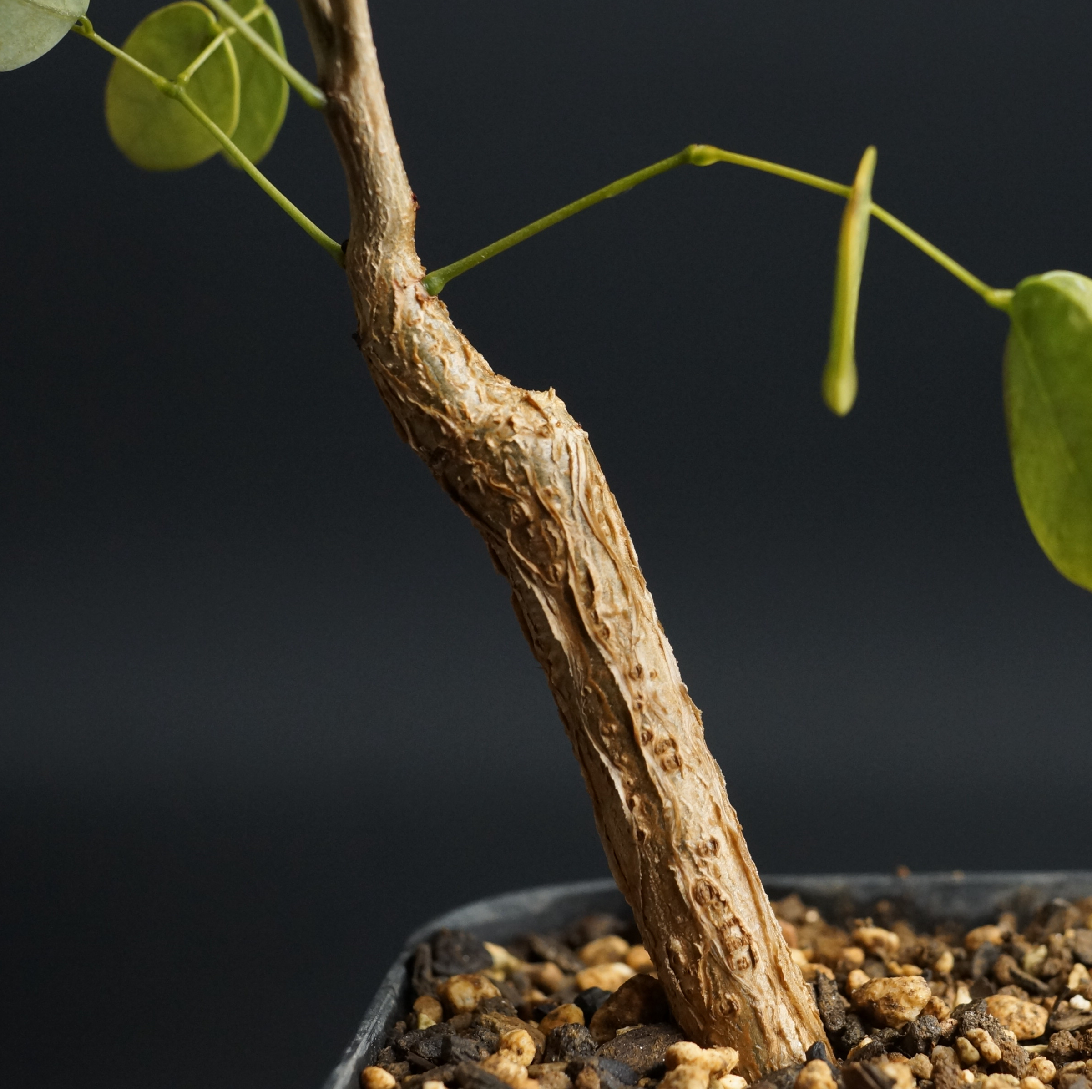 Delonix pumila
