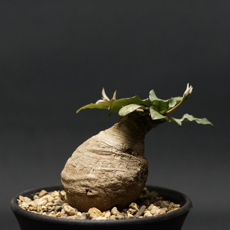 Euphorbia fish bone