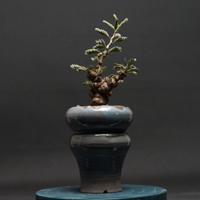 Senna meridionalis