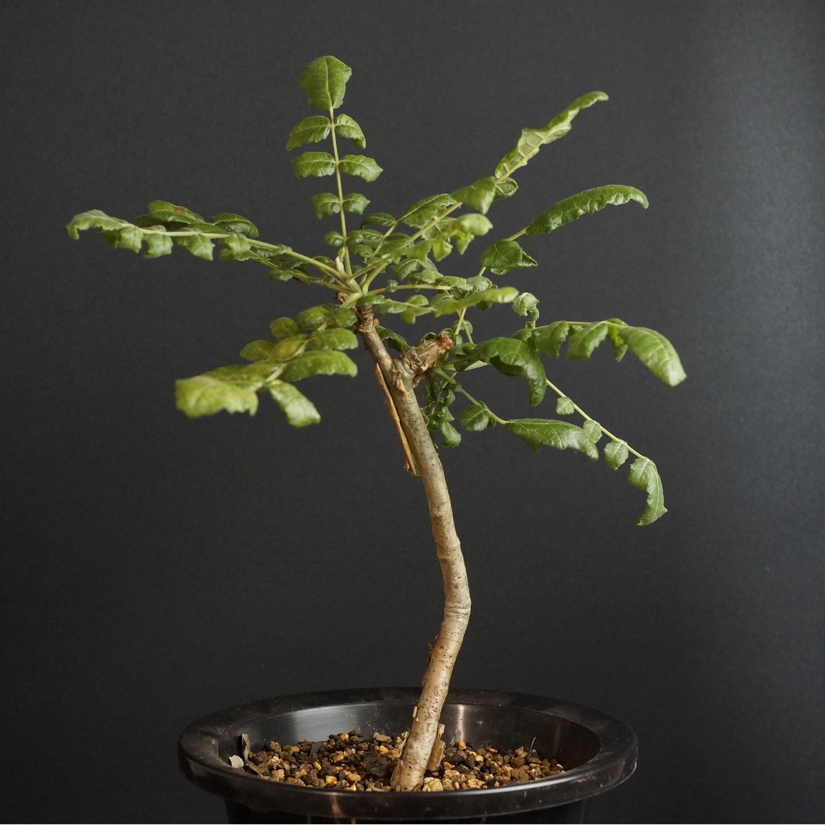 ① Boswellia sacra 【ボスウェリア サクラ】実生