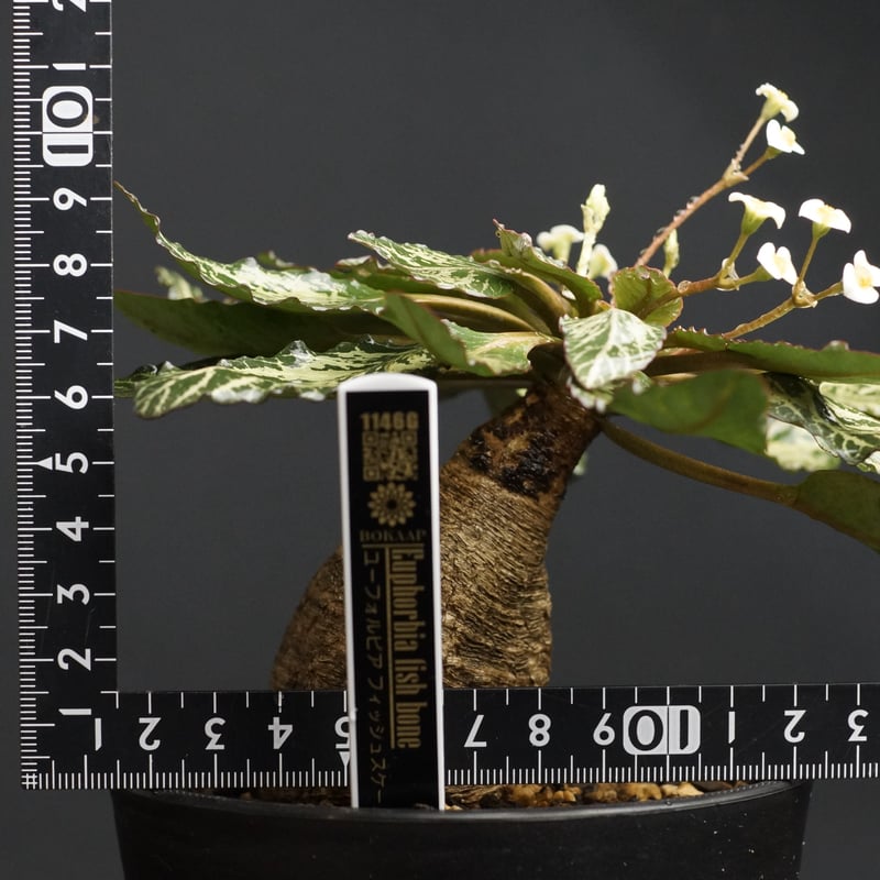 Euphorbia fish bone