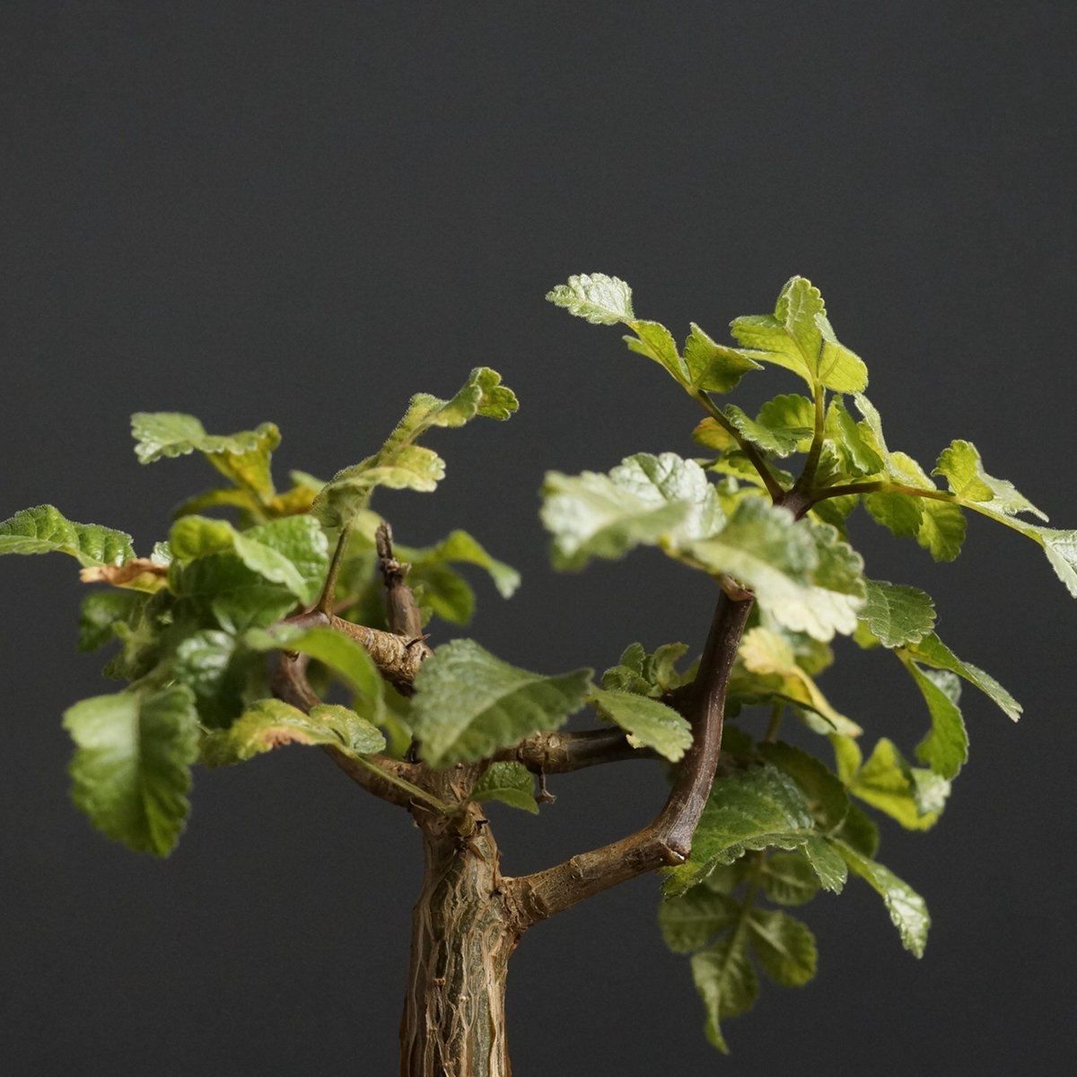Bursera hindsiana