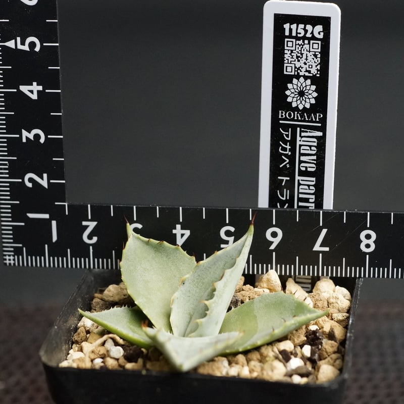 Agave parryi var. truncata