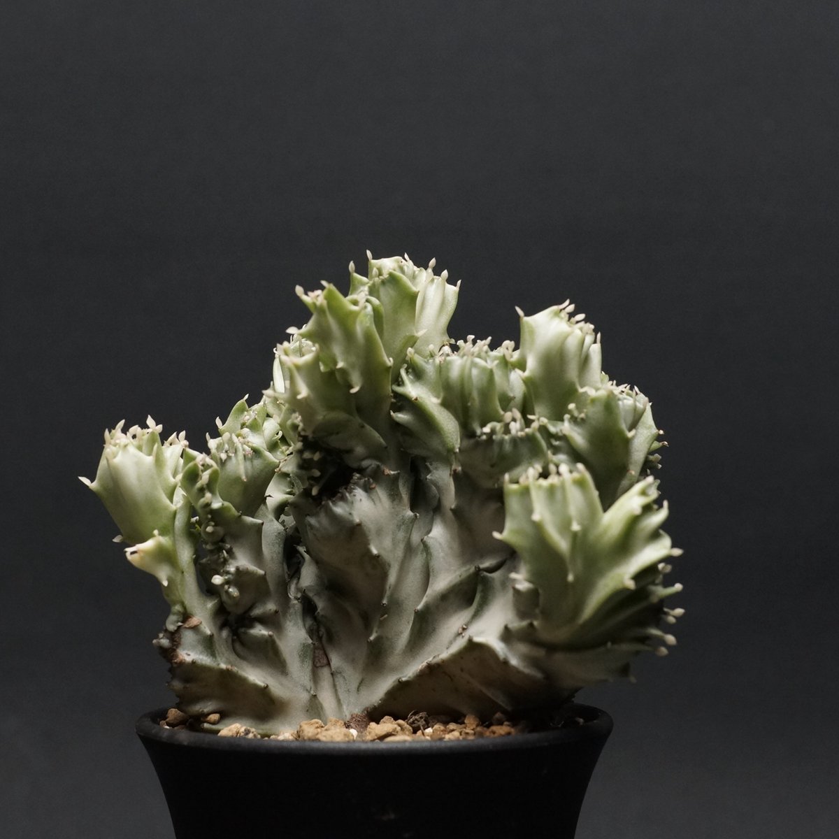 特大　Euphorbia lactea 綴化　斑入り　鉢のまま発送　コーデックス 特大 Euphorbia lactea 綴化 斑入り 鉢のまま発送 コーデックス