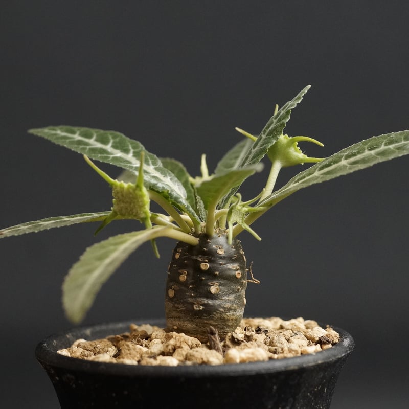 Dorstenia lancifolia