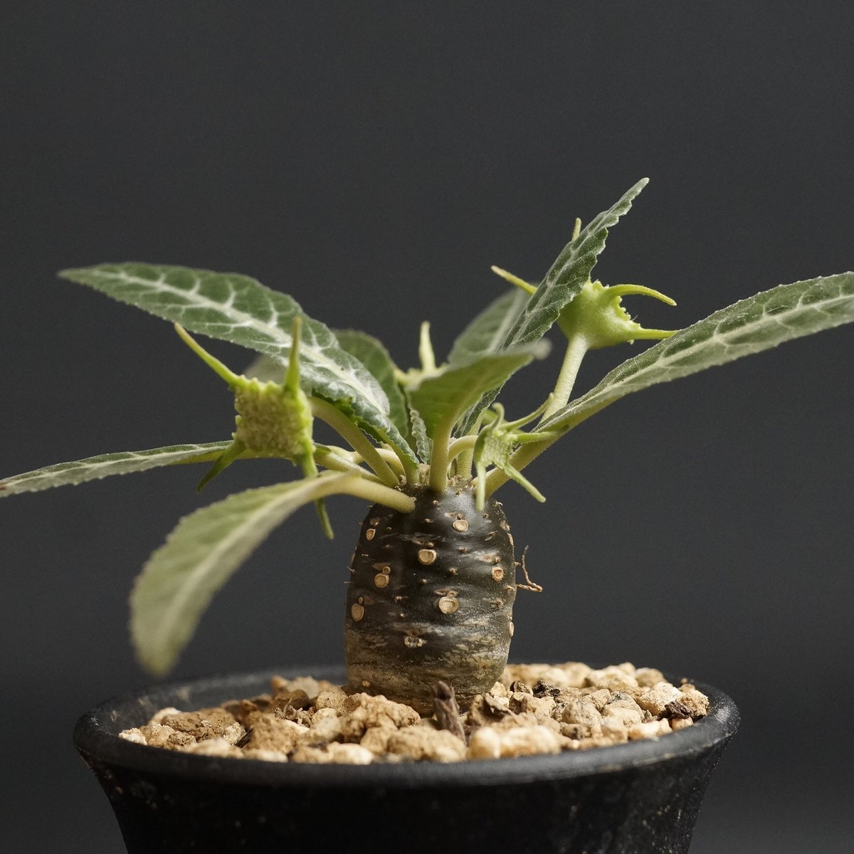 Dorstenia lancifolia
