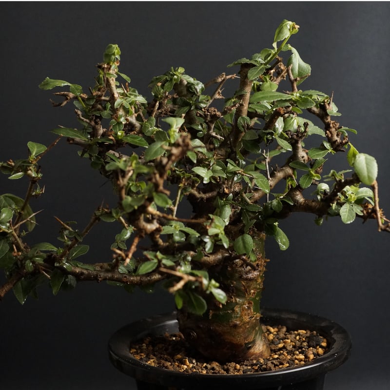 Commiphora incisa コミフォラ インシサ 灌木 コーデックス