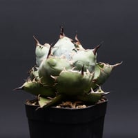 Agave titanota