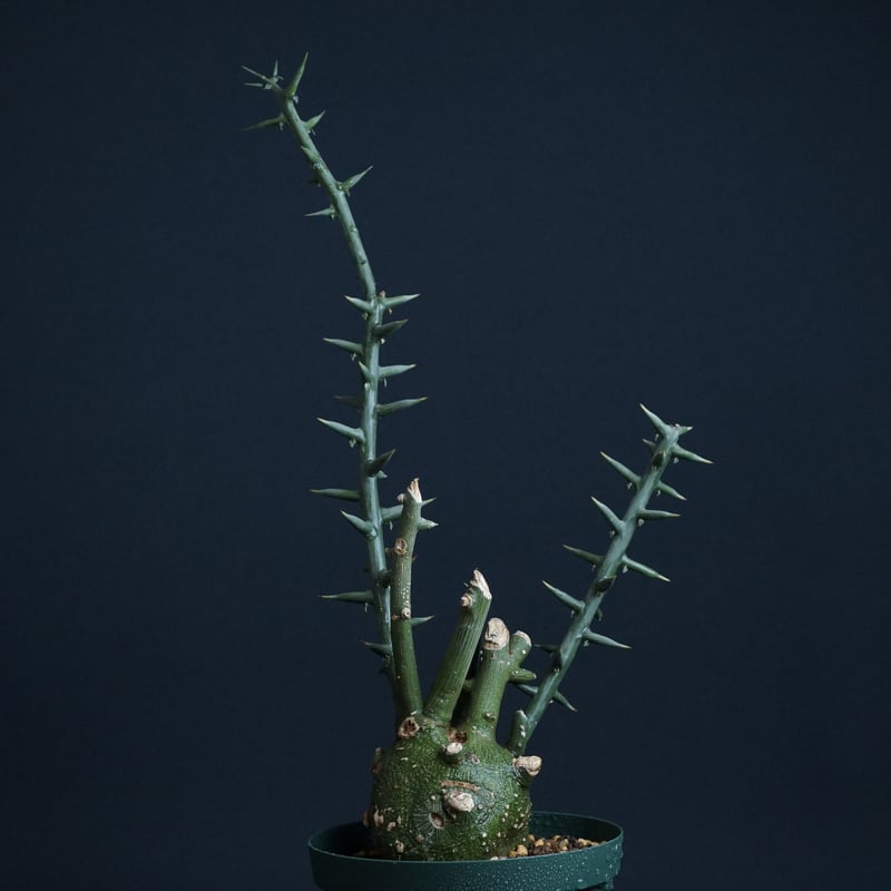 Adenia globosa