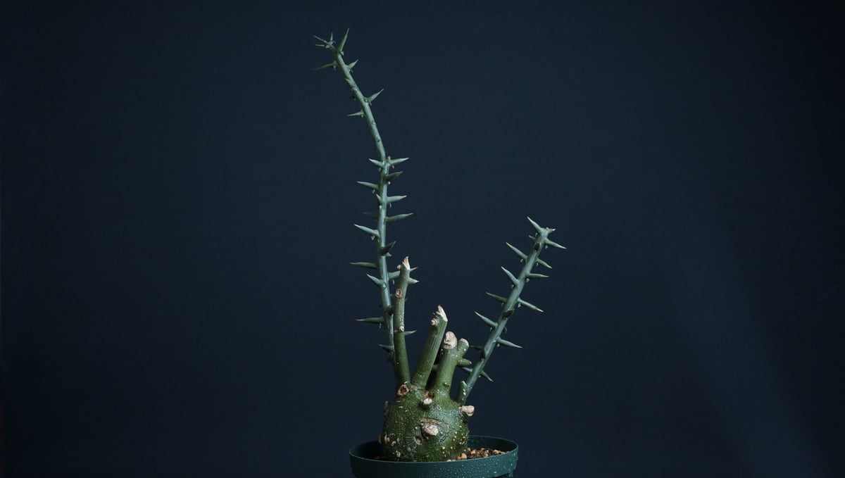 Adenia globosa