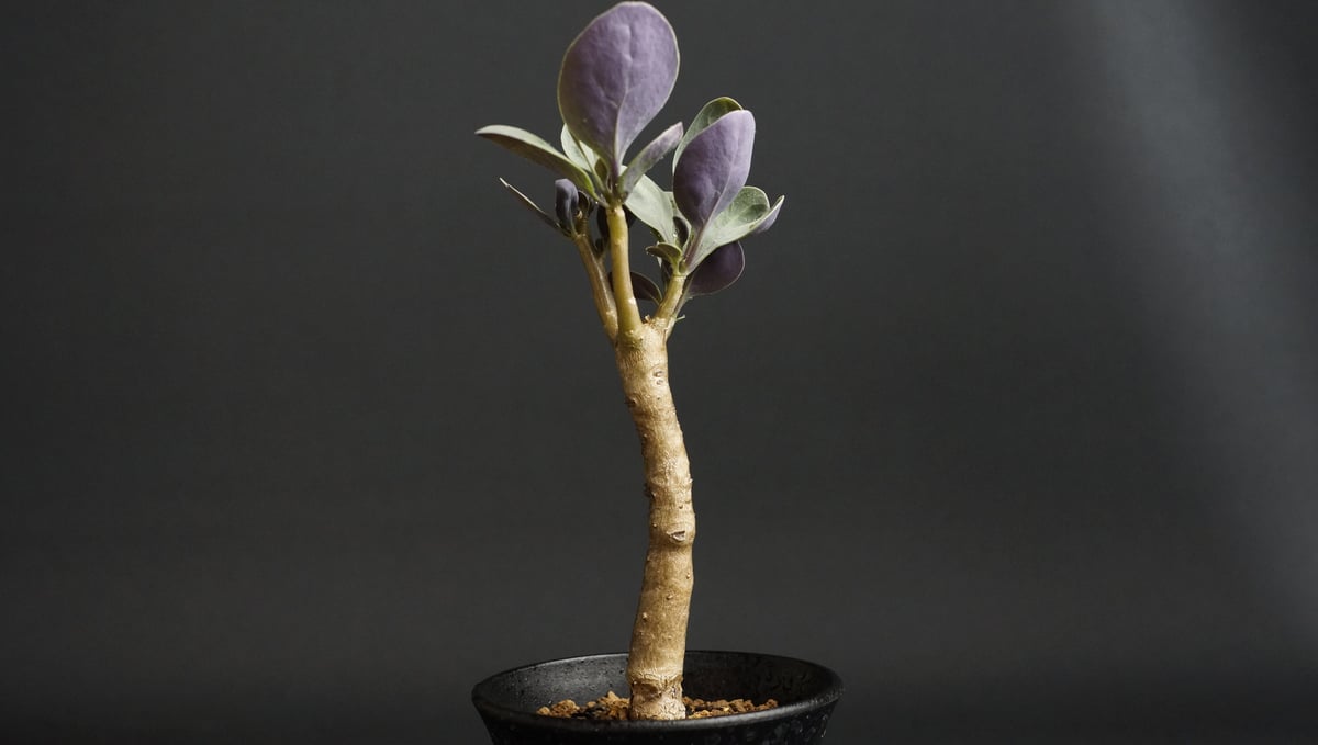 Othonna triplinervia