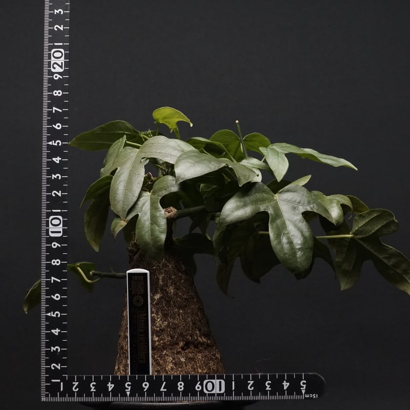 Adenia viridiflora