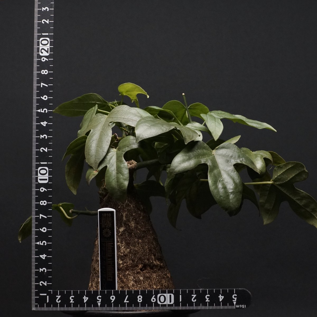 Adenia viridiflora