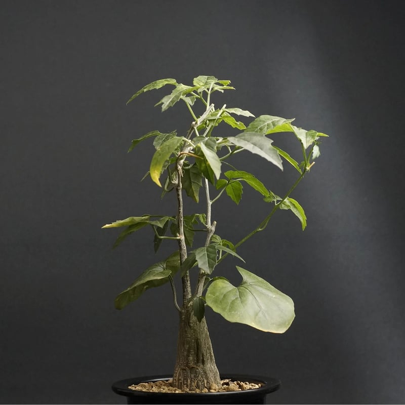 もこ様 ロストラータ もこ様ロストラータ