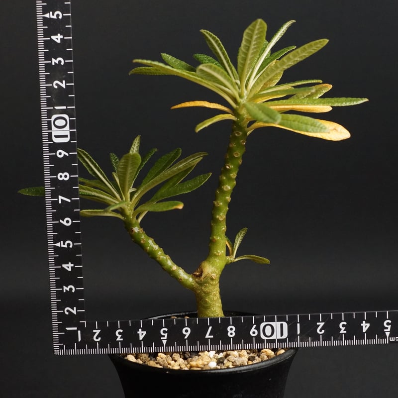 Dorstenia gigas