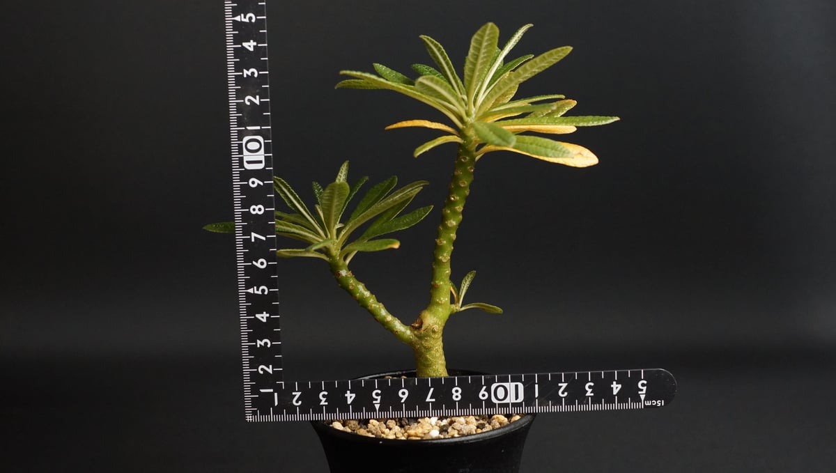 Dorstenia gigas