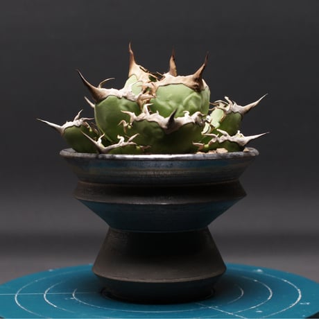 アガベチタノタ阿修羅 | STORES