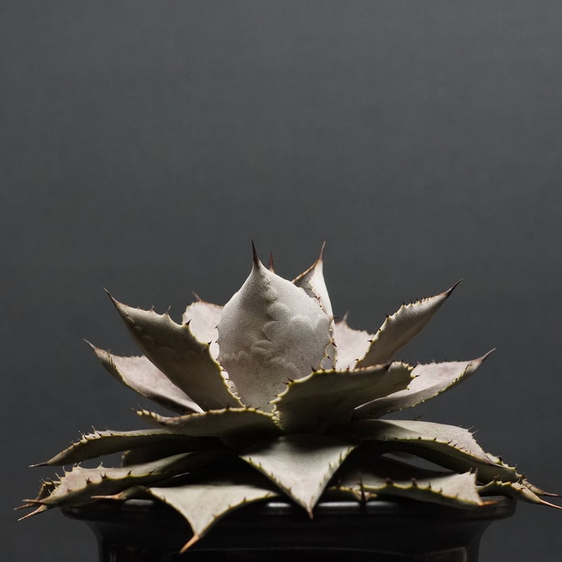 AGAVE 'Ketsuuraijin' AGAVE 'Ketsuuraijin'