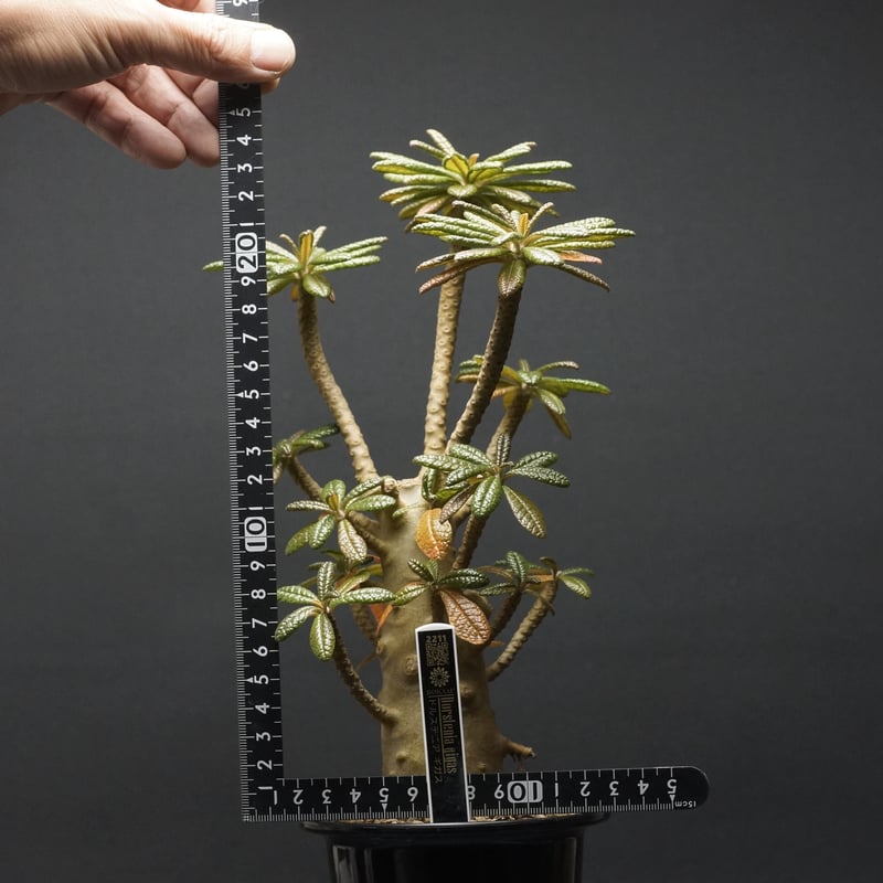 ドルステニア ギガス Dorstenia gigas