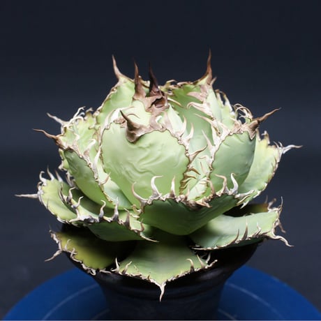 アガベ チタノタ【フィリグリー】 "Agave titanota" 管理2667