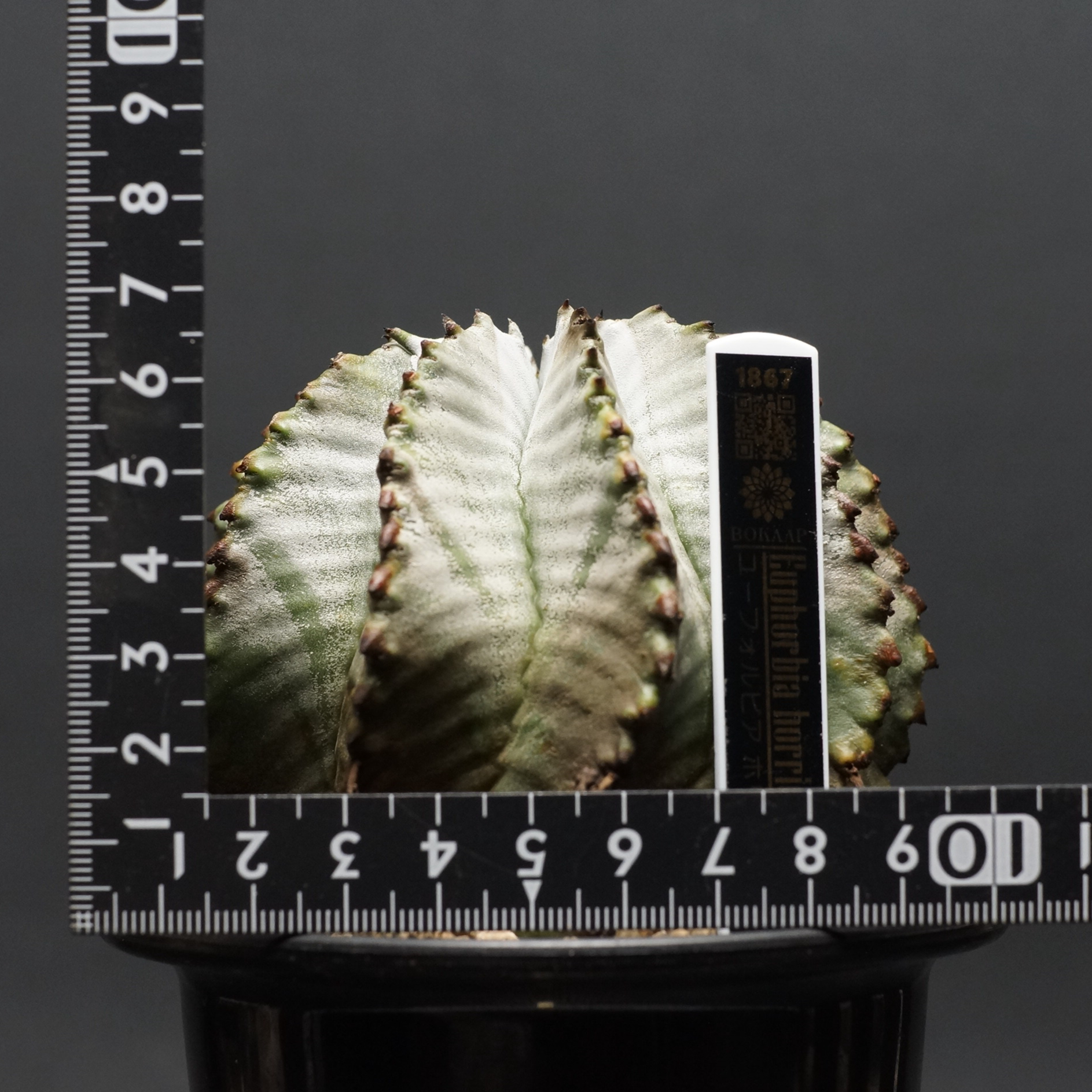 original