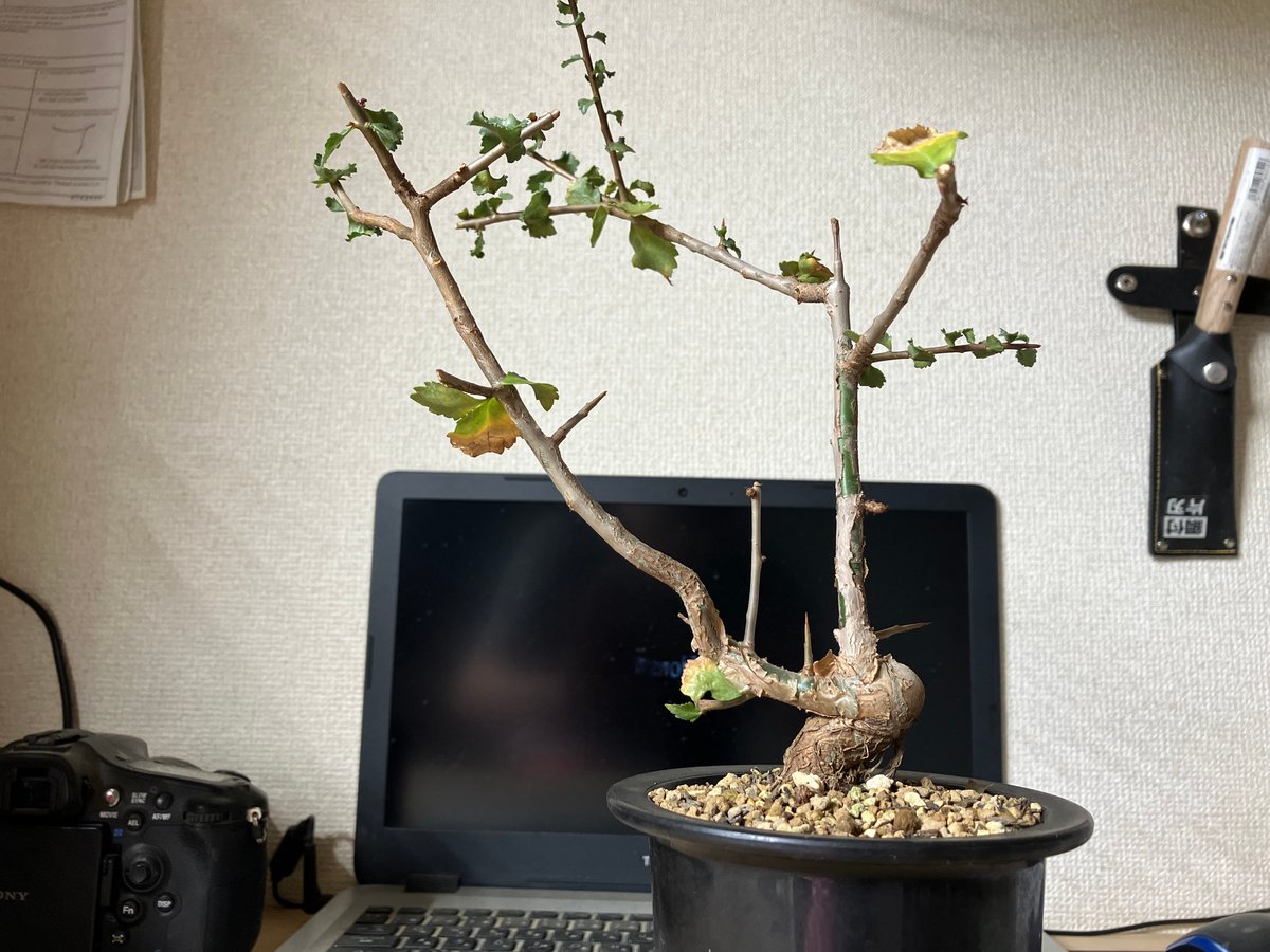 \"Commiphora wightii\" コミフォラ ワイティ 実生　良型 コミフォラ ワイティ／Commiphora wightii no.112045 | 芽の巣山
