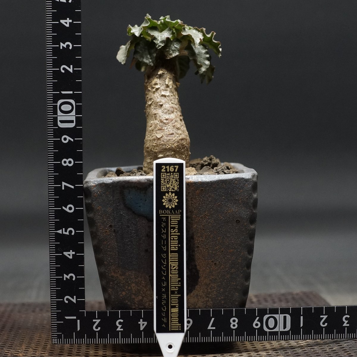 Dorstenia gypsophila×horwoodii