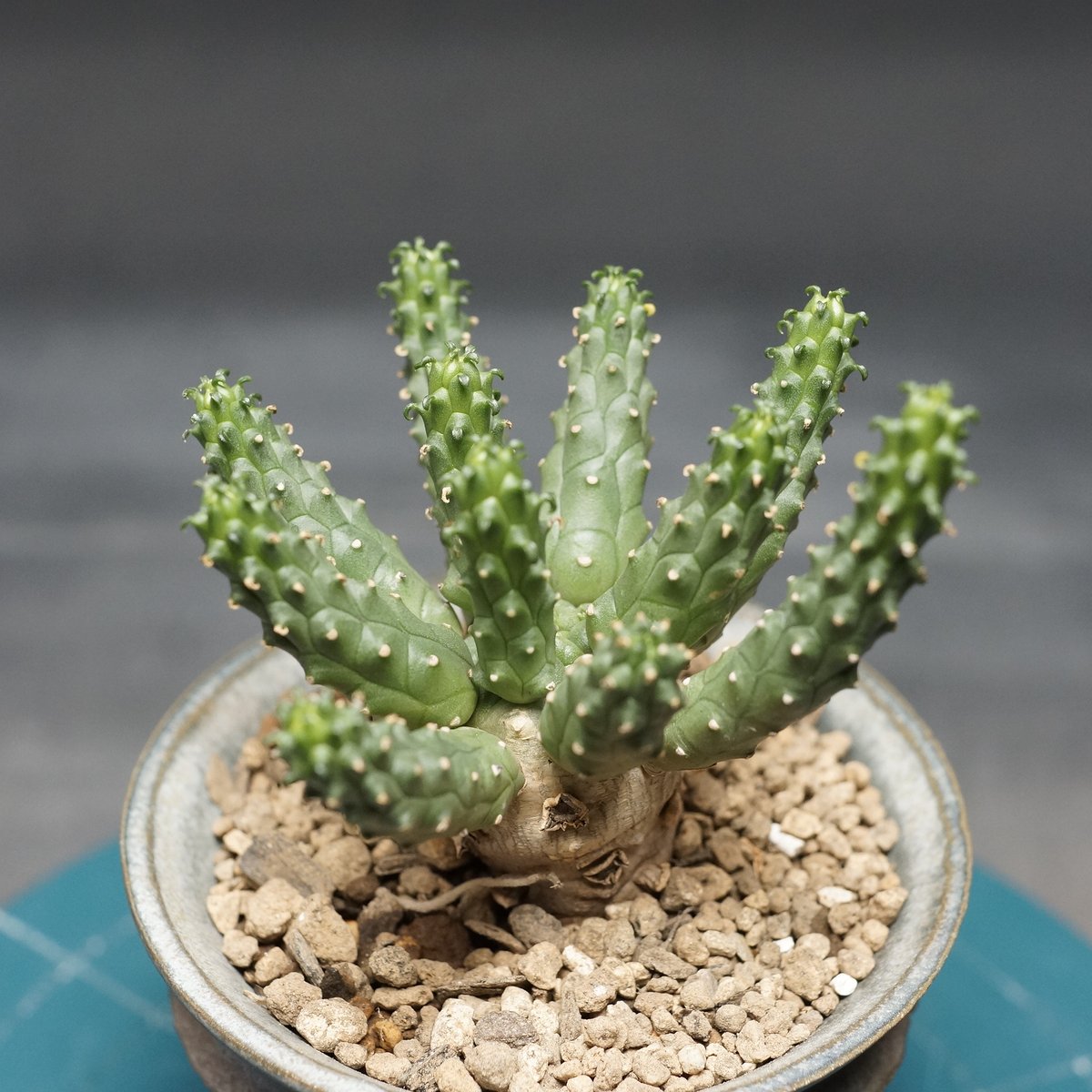 Euphorbia esculenta