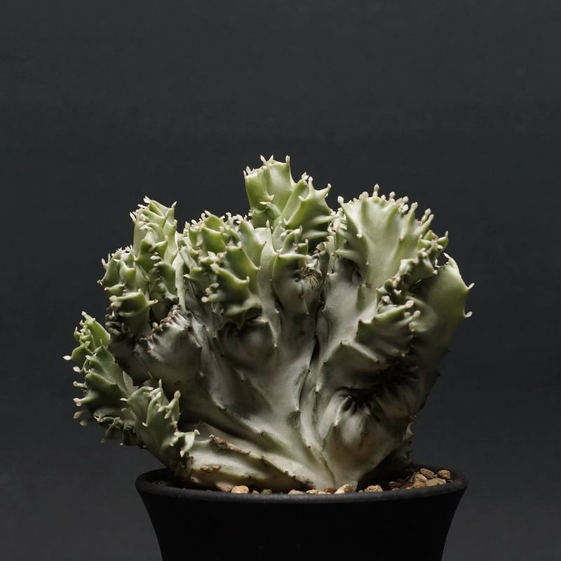 ユ*ン様 ユーフォルビア モラティー isla del pescado