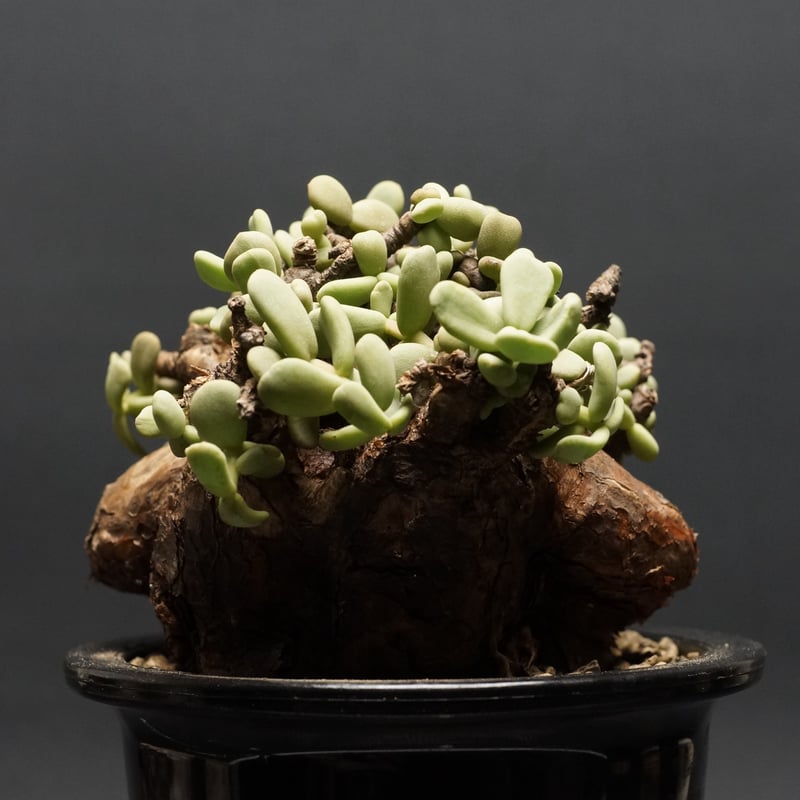 Ceraria pygmaea×N/OH　ケラリア ピグマエア　　発根済み 楽天市場】