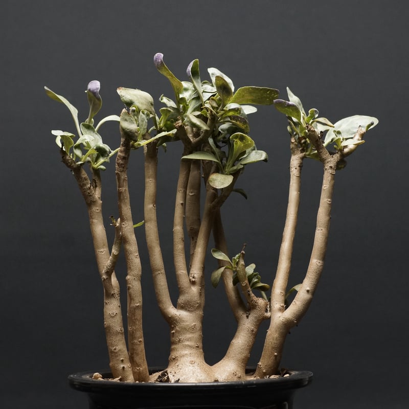 Othonna triplinervia