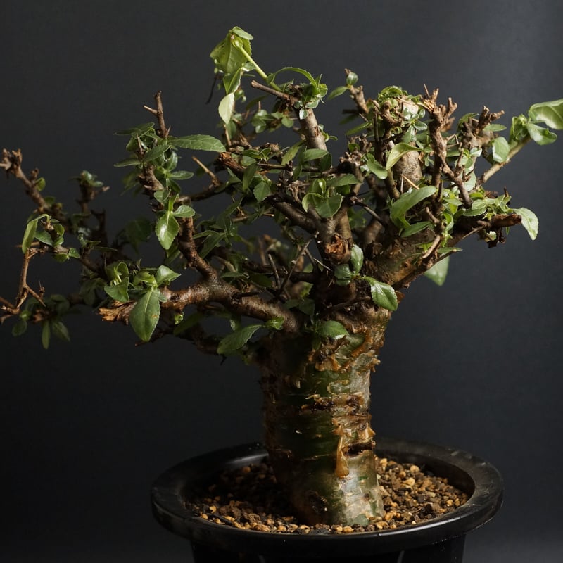 Commiphora incisa コミフォラ インシサ 灌木 コーデックス