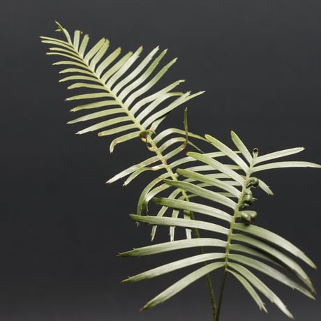 "Dioon edule" ディオーン エデュレ 管理2116