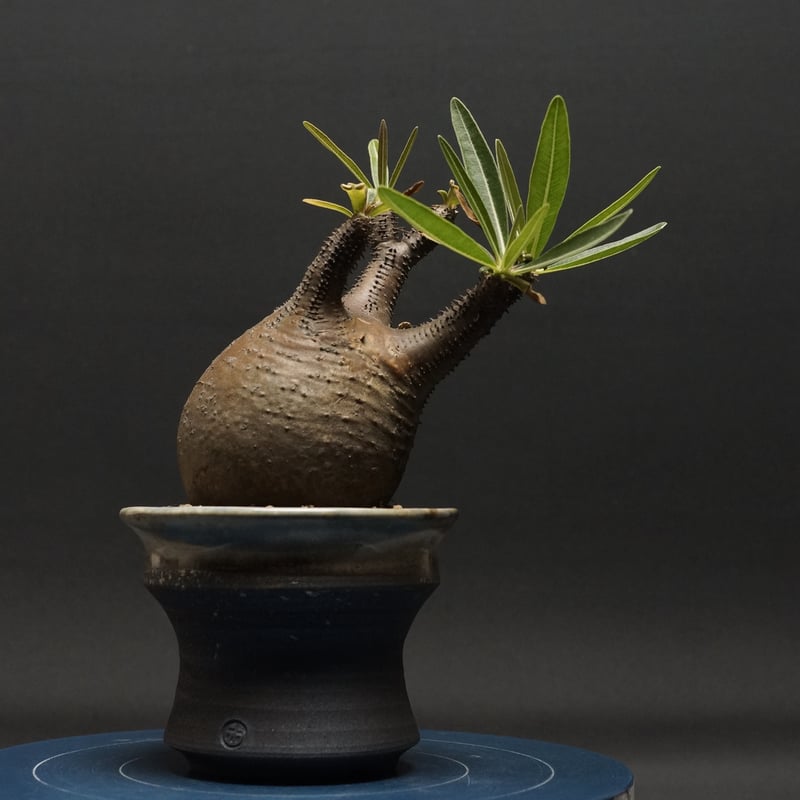 Pachypodium Gracilius