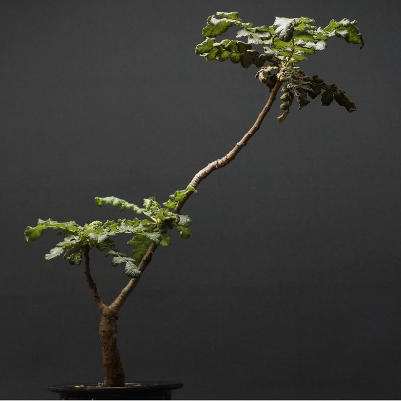 ボスウェリア サクラ Boswellia sacra ボスウェリア サクラ Boswellia sacra ボスウェリア・サクラ