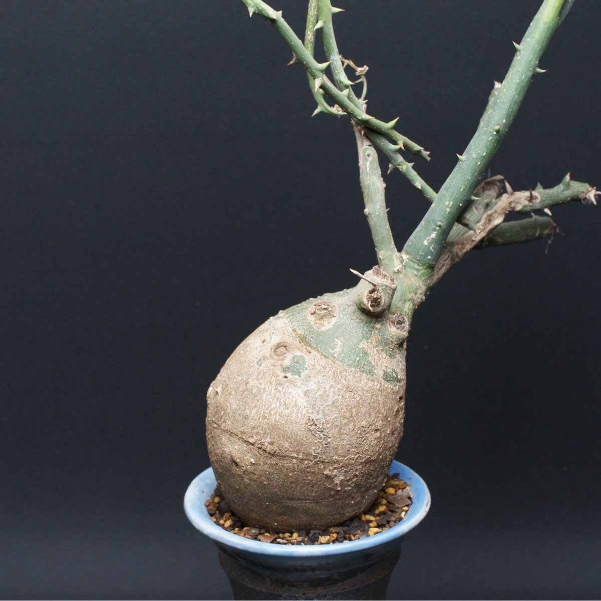 アデニア プセウドグロボーサ 現地球 Adenia pseudoglobosa アデニア プセウドグロボーサ 