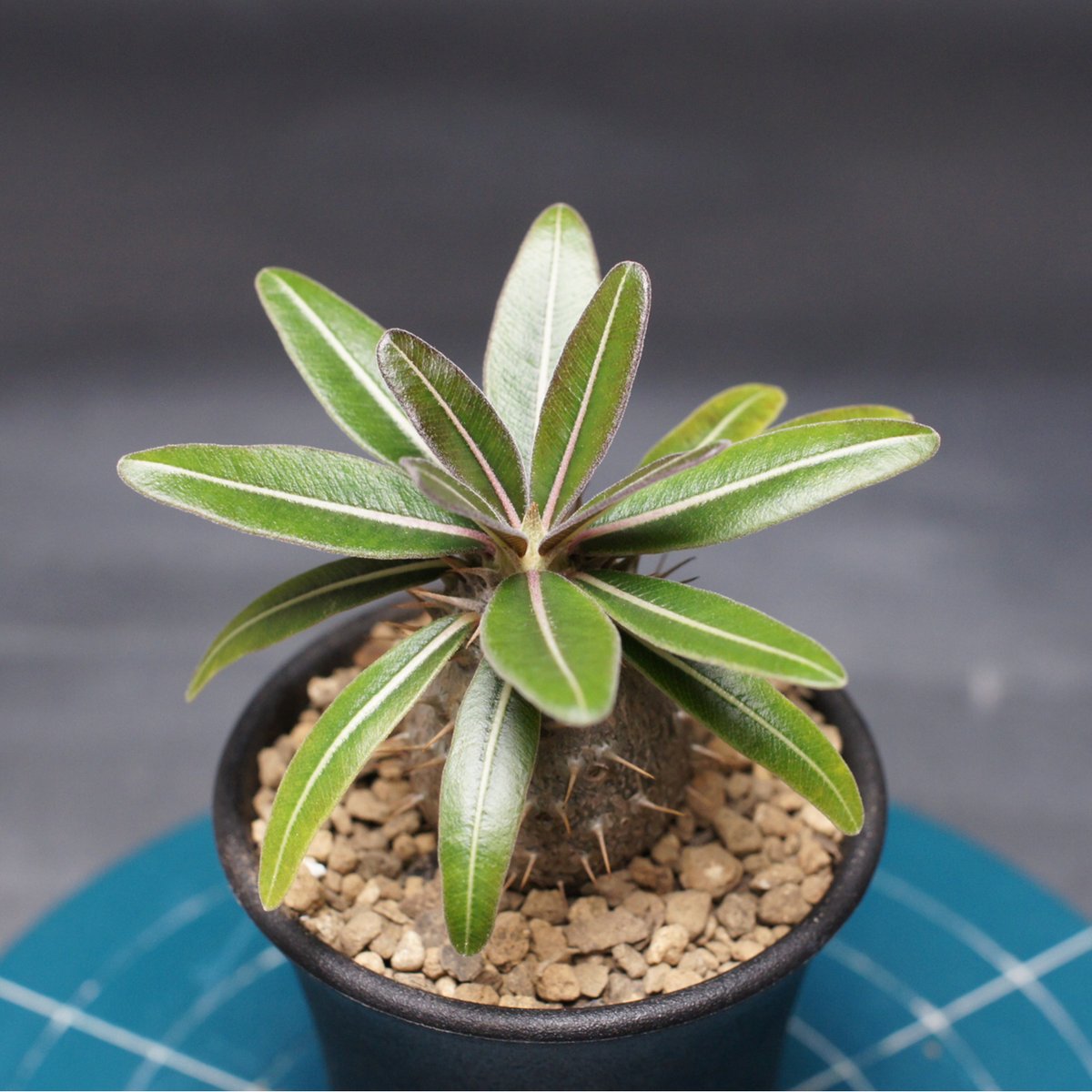 パキポディウム グラキリス 