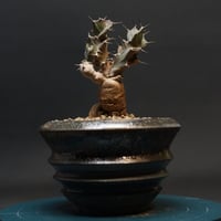 Euphorbia subapoda
