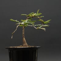 ボスウェリア　サクラ　多分岐 Yahoo!オークション -「サクラ sacra」(花、園芸) の落札相場