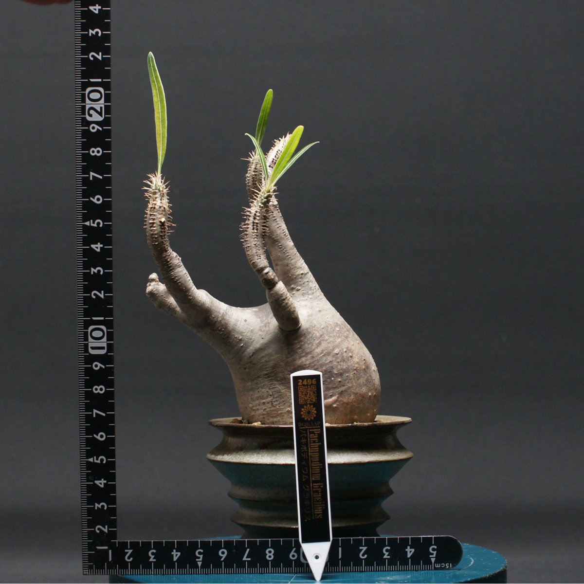 パキポディウム グラキリス Pachypodium gracilius ⑦ パキポディウム グラキリス 