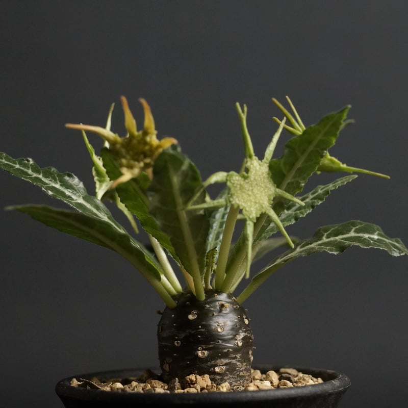 Dorstenia lancifolia