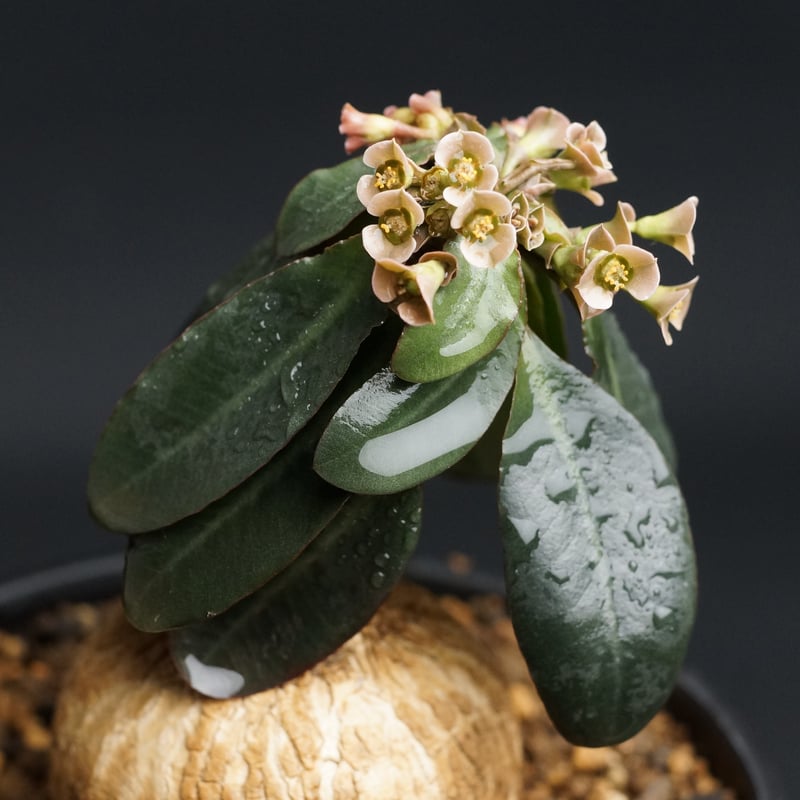 Euphorbia subapoda