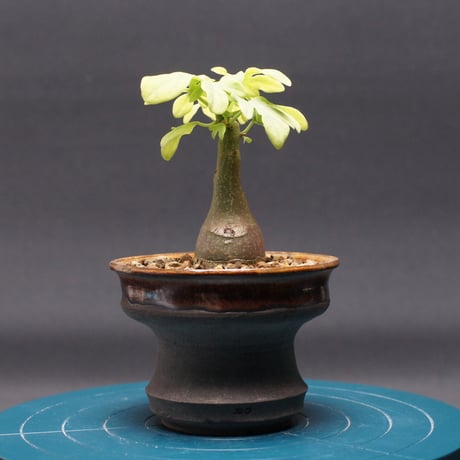 アデニア | STORES