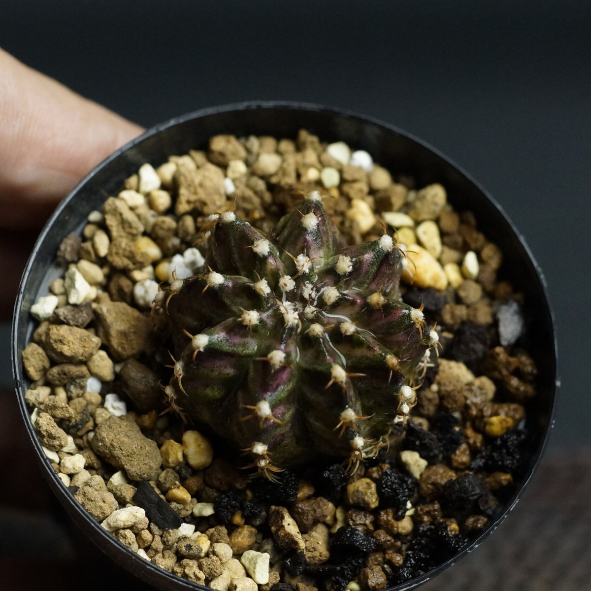 Gymnocalycium
