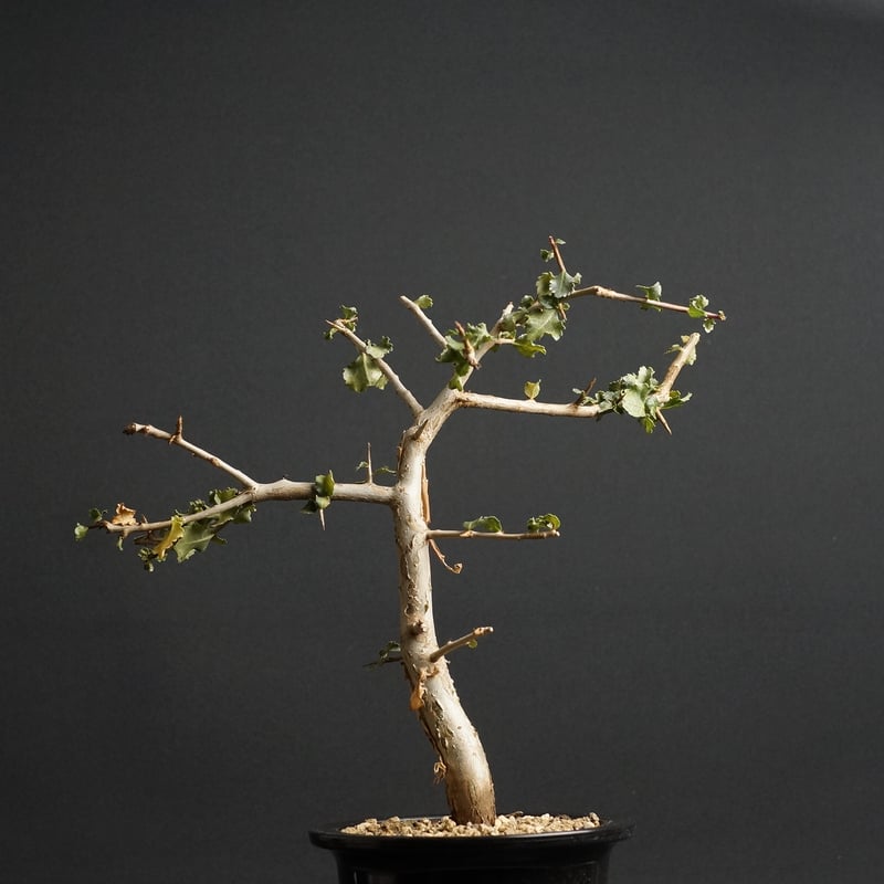 Commiphora wightii