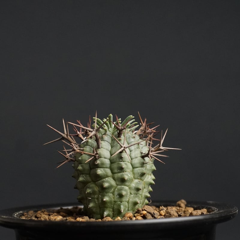 Euphorbia stellispina Euphorbia stellispina