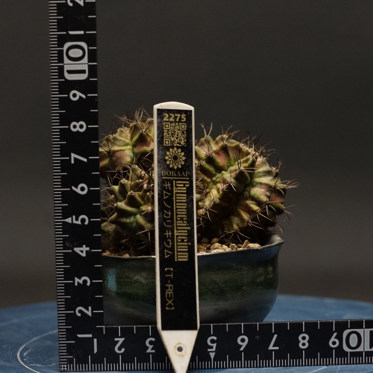 Gymnocalycium