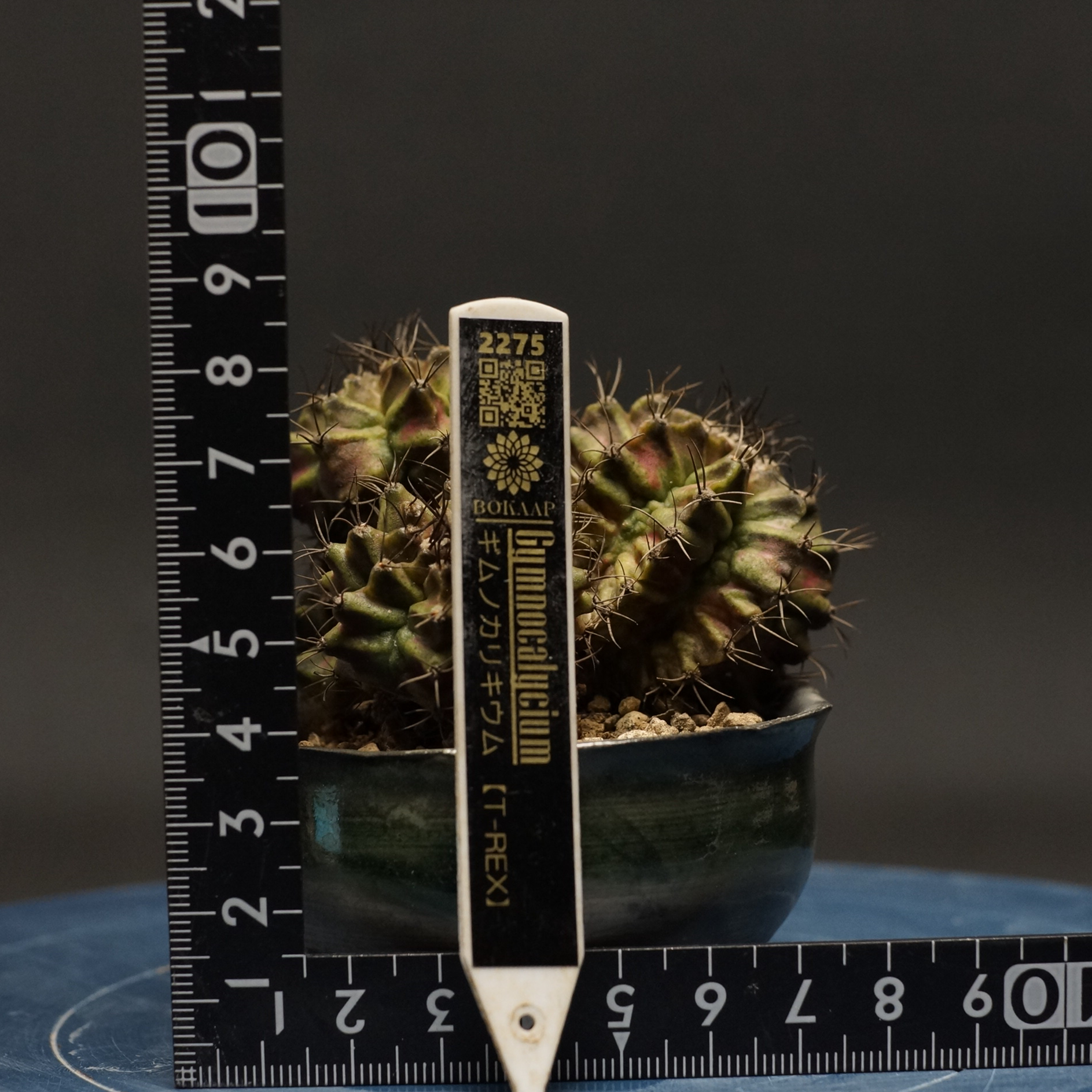 Gymnocalycium Gymnocalycium