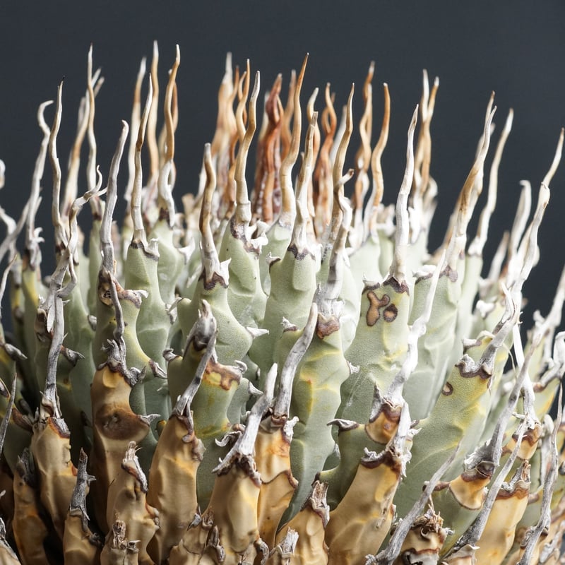 Agave utahensis eborispina